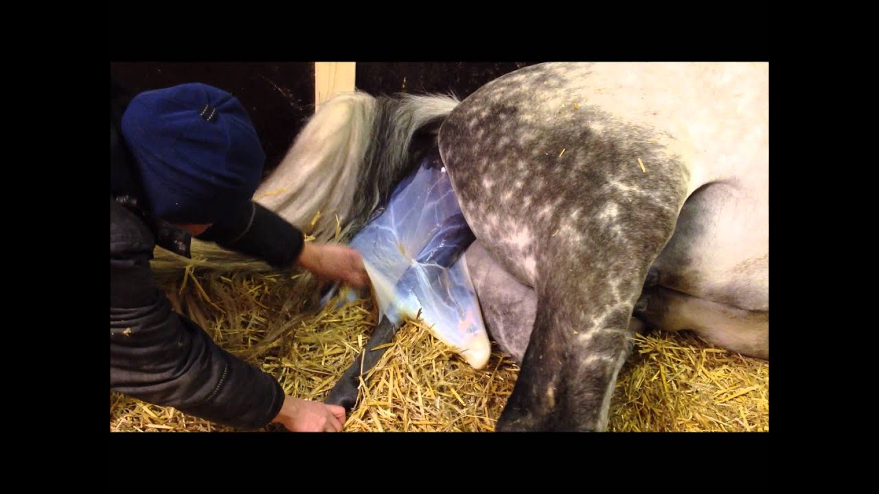 Fölning 120408, Heartz Headline.wmv