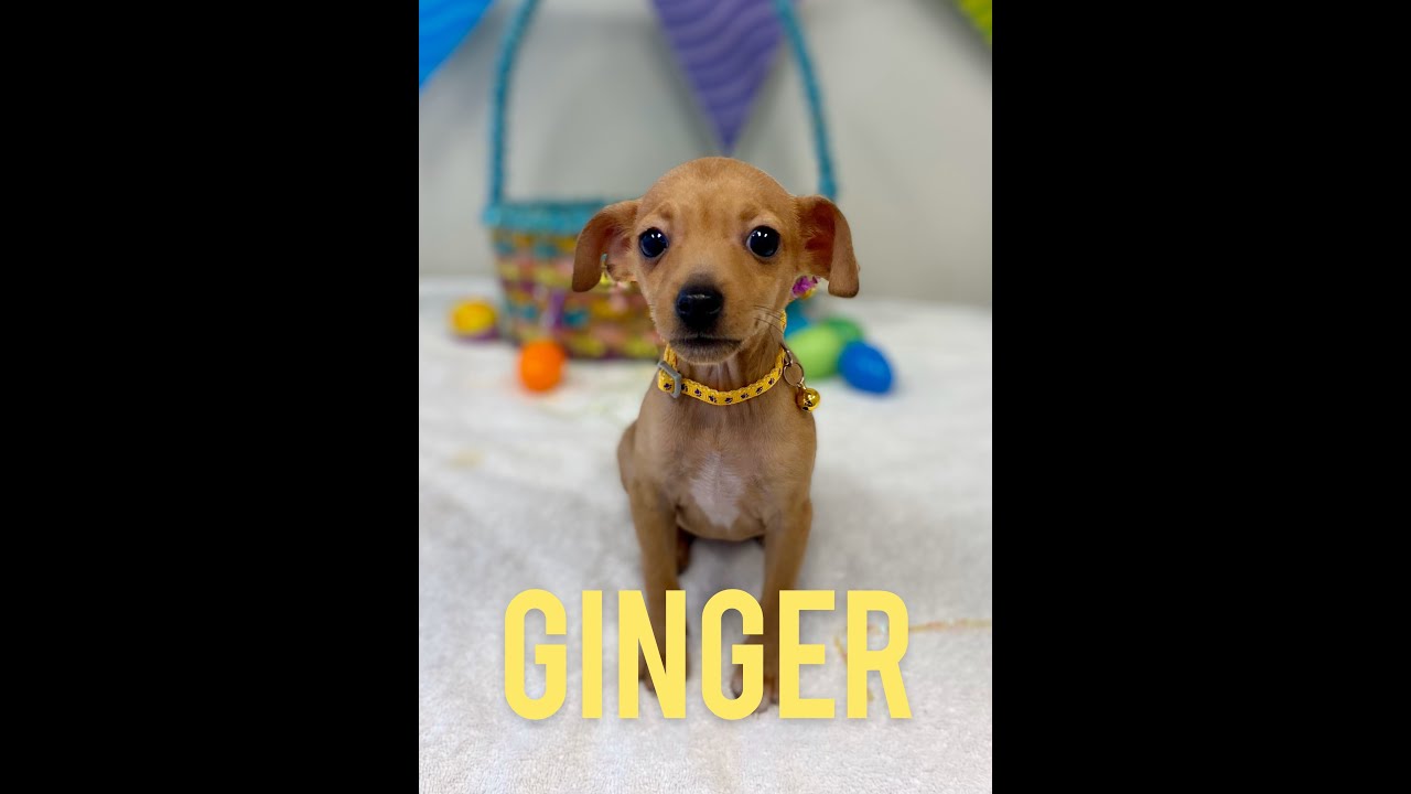 Baby Ginger! - YouTube