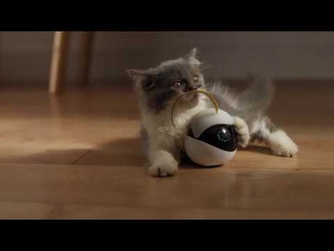 Kickstarter : Ebo The Smart Robot Companion for Your Cat