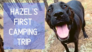 Hazel's First Camping Trip | 3 Lost Dogs Vlogs by 3 Lost Dogs 1,823 views 4 years ago 5 minutes, 47 seconds