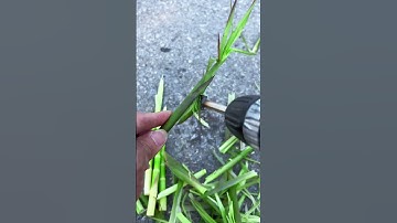 Tips for peeling bamboo shoots