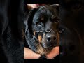 #fyp #dog #smile