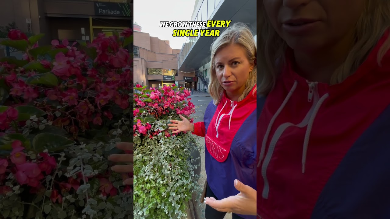 Giant Planters in Downtown Calgary, Alberta