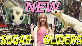 Picking My NEW Sugar Gliders! - From THE PET GLIDER