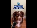 Make Paw-sitive Progress on your Credit Score!
