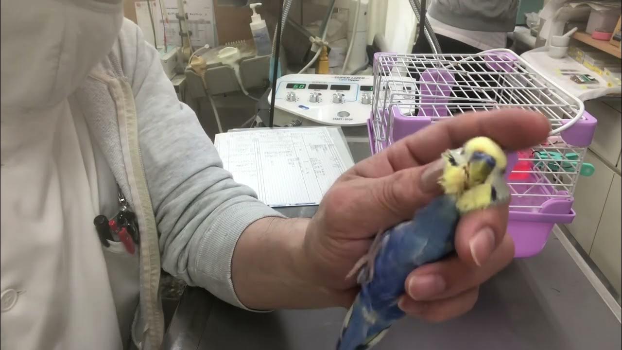 ①低体温症、そのう炎、1歳8ヶ月齢、セキセイインコのきょーちゃんの診察、治療、点眼投薬、光線照射療法 YouTube