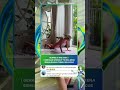 Gerakannya simple#olahraga #burpees #woek #cardio #viral #automobile #shorts #shortvideo #viralvideo