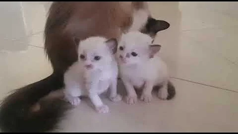 Video 967551: cutest siamese kitten