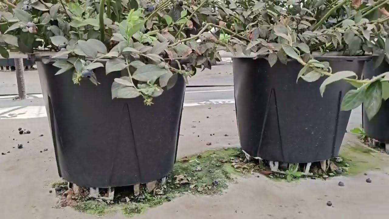 Container Blueberry Plant Growth