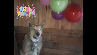День Рождения собаки Мухтара!!! 5 лет!!