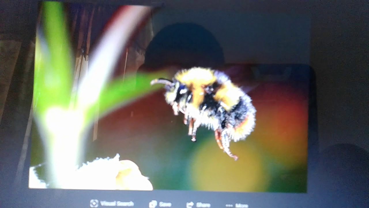 Bee Sounds YouTube