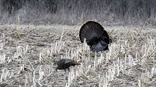Tom Wild Turkey strutting his stuff in central Iowa. World's largest flocks of this iconic bird.
