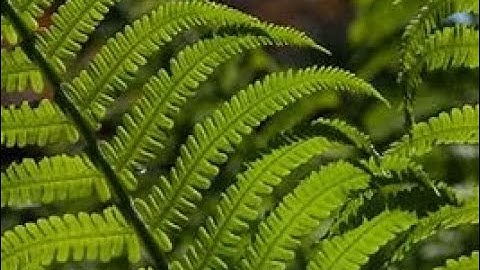 Lucknow University|| B.Sc. Biology(NEP) Sem-2|| Botany Practical File || Pteridophytes || Part-3