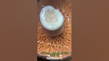 Hái nấm độc lạ  #mushroom #nấm #shortvideo #nấmmối