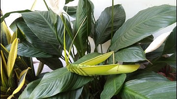 Making grasshoppers with coconut leaves is super easy and super nice |châu chấu lá dừa siêu siêu đẹp
