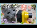 #35 後始末ラクラク！？犬猫兼用ブラシが100均にありました！【レビュー】【ロシアンブルー】