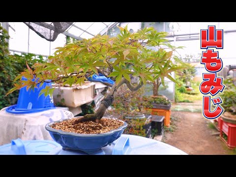 山もみじ　[細幹模様木]　大品盆栽 本格高級盆栽】山もみじ(紅葉)株立5幹 小品盆栽