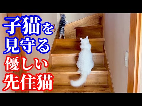 階段が初体験の子猫のそばにいてあげる優しい元野良猫