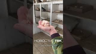 Голубятни в Красноярске: кто ухаживает за птицами?