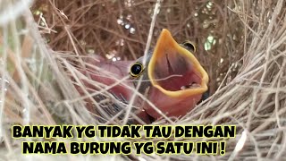 PANEN BURUNG CIGUN DI DEKAT SARANG BUBUT, LUCU SEKALI ANAK BURUNGNYA