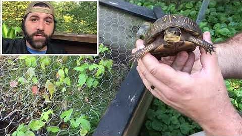 8. Reptiles Outside - Florida Box Turtles!