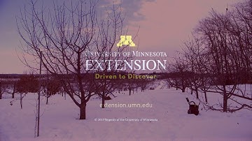 UMN Extension Apple Tree Pruning Part Two