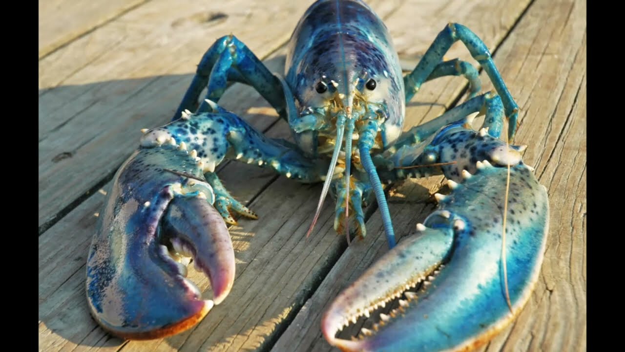 Why are Blue Lobsters Blue?
