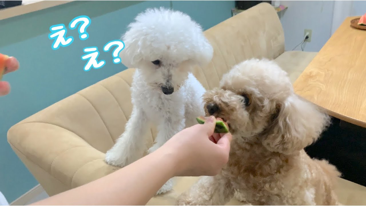 スイカパーティー中 綺麗な二度見を披露する犬 トイプードル マルプー Youtube