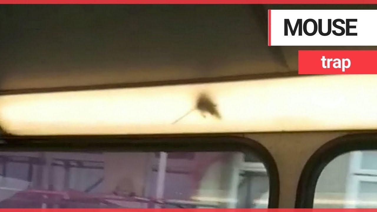 reported noun Mouse spotted scurrying around inside light panel tube on bus | SWNS TV