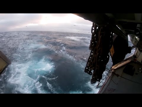 Постановка трала и заливка рыбы в бункера / 2021
