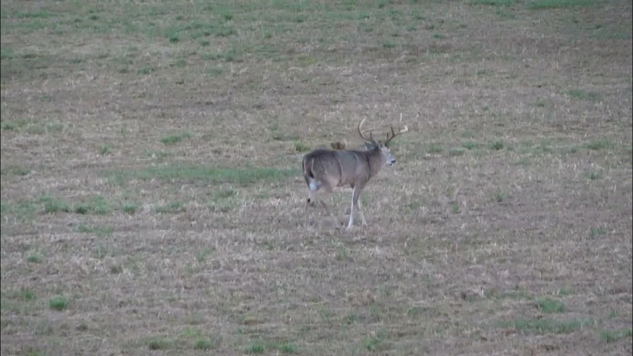 incredible-8-point-buck-at-sweetwater-plantation-youtube