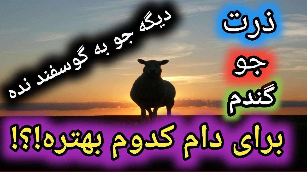 بهترین خوراک برای پرواربندی دام , ذرت , گندم , جو , بیشترین بازدهی خوراک برای دام