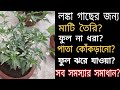 সহজেই টবে সারাবছর লঙ্কা চাষ পদ্ধতি/Complete care of chilli plant ( A to Z)