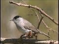 Fauvette à tête noire  - Blackcap - Mönchsgrasmücke ( Sylvia atricapolla )