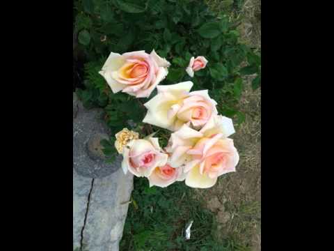 سميرة سعيد مش حتنازل عنك ابدأ مهما يكون