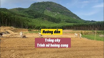 Quá Trình Trồng Cây Trinh Nữ Hoàng Cung (p1) | Nông Dược Tĩnh Sáng Đường