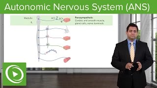 Autonomic Nervous System (ANS): Parasympathetic & Sympathetic System - ANS Pharmacology | Lecturio