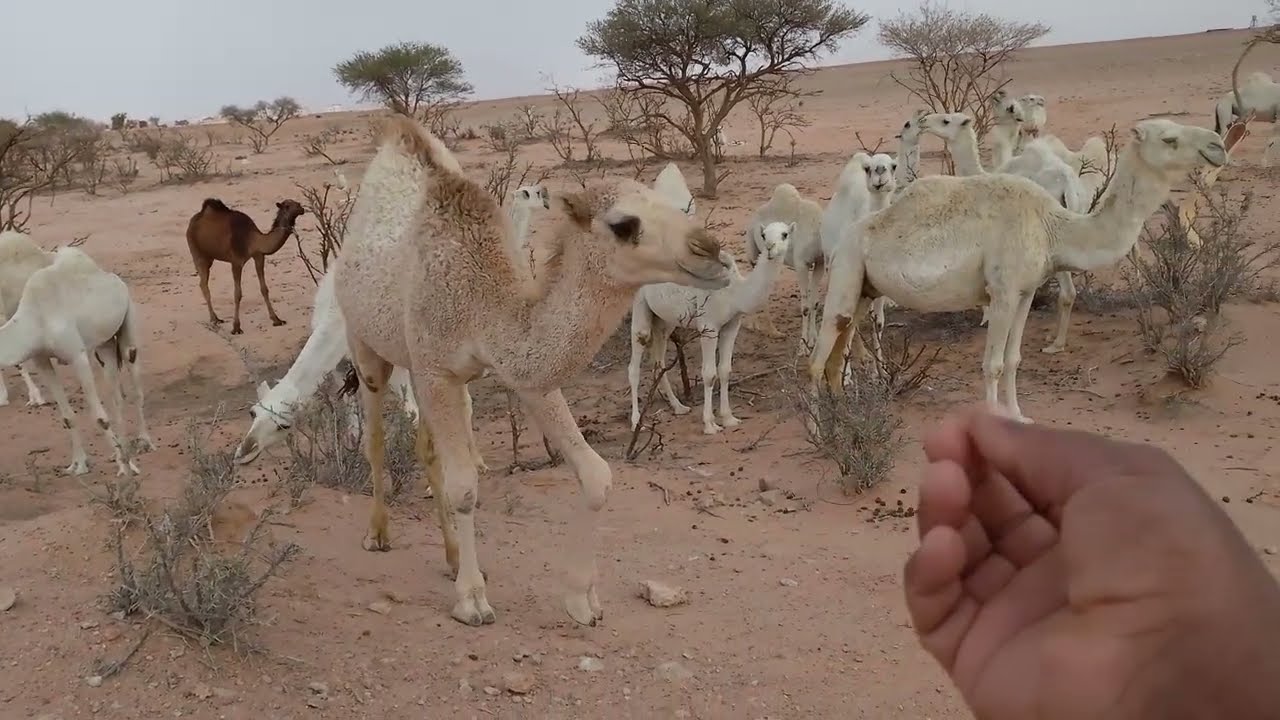 Hothon ka vilom 🌳🐫