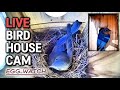 🔴 LIVE Bluebird Nest Cam - Phase 2 - Egg Watch
