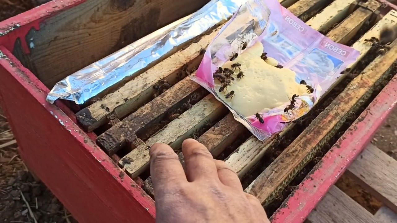 فحص خلية نحل متوسطة  يوم السبت 2023/12/23 تعازينا للنحالين في الاردن الله يرحم أخونا عليان حسونة