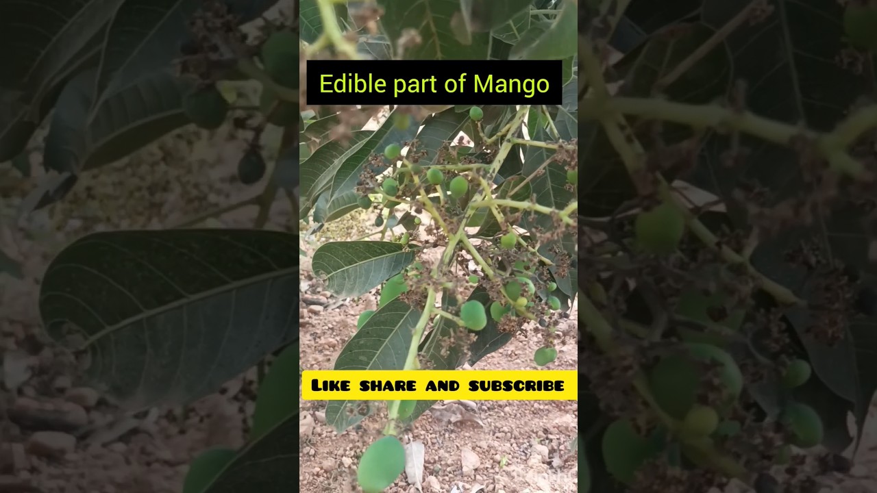 #Mango