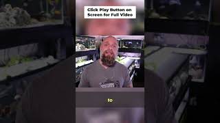 Fish Tank Parasites: My NO MEDICATION Solution