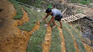 Plant grass stairway on road to the house - Building Farm Life, Green forest life