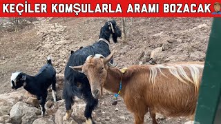 BİR AN ÖNCE  KEÇİLERİ VERİP KOYUN ALMAM LAZIM YOKSA OLAY ÇIKACAK