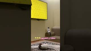 القطو يبي يهجم علي الفار داخل التلفزيون?هههههه