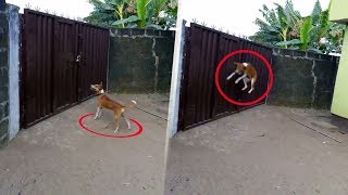 Bahçeye Bir Kamera Koydular ve Köpeklerine Olan Şeyi Görünce Şok Olabilirsin