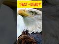 दुनिया का fastest bird… फिर भी risk में? 😳#peregrinefalcon #animalfacts #wildlife #darkfacts