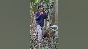 masteran burung viral kocak lucu bikin ngakak hiburan warga+62 viral vidio funny videos funny shorts