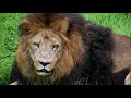 多摩動物公園散歩 2020年9月1日 Tama Zoo