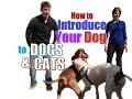 How to Introduce a NEW DOG to Your Other Pets